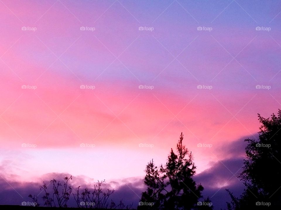 Pink and Purple Desert Sunset with Tree Silhouettes