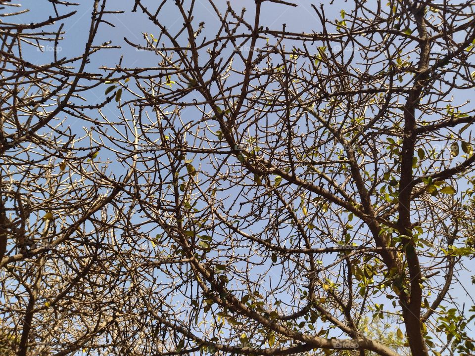 branch and tree and sky