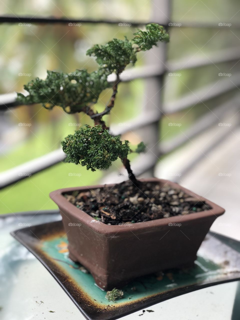 Bonsai 