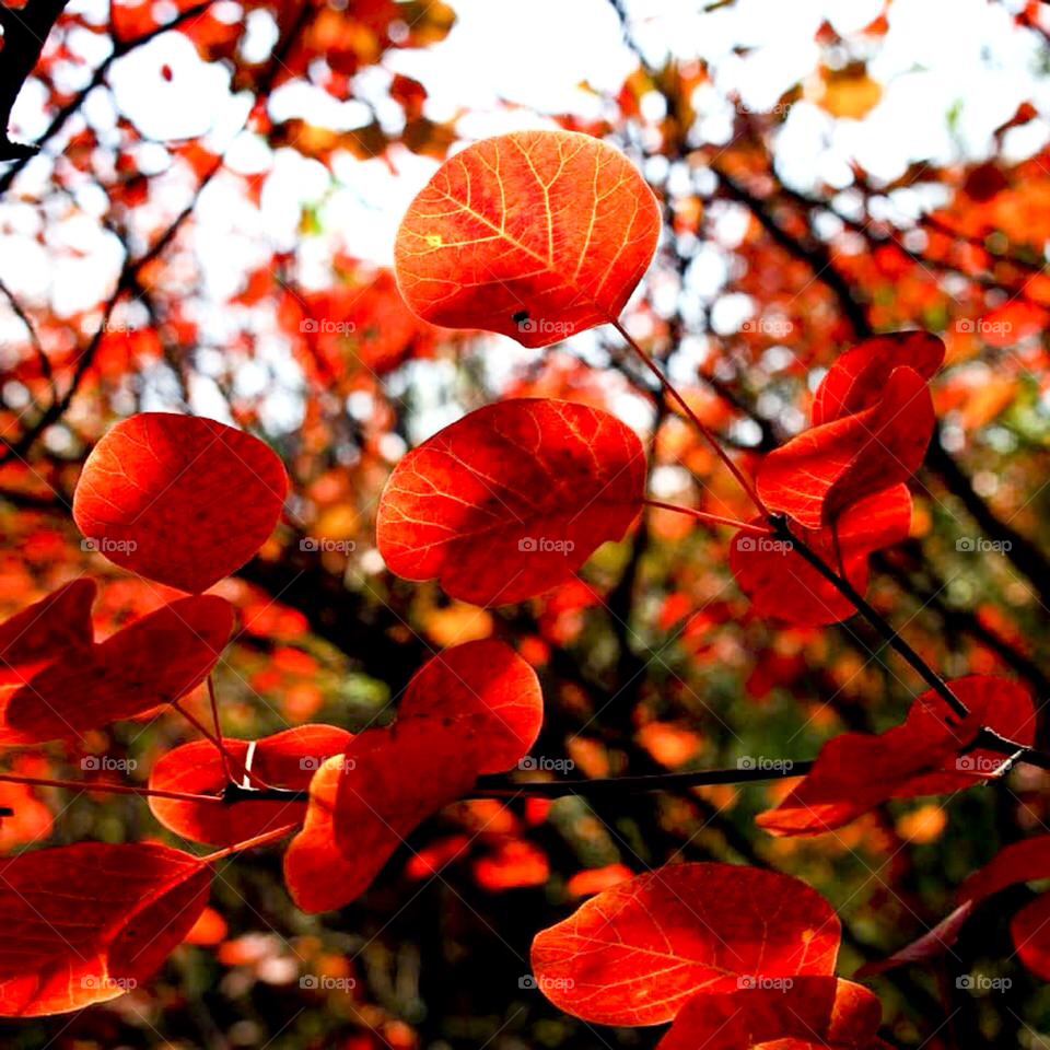 wuhan china travel autumn romantic by zhouwong