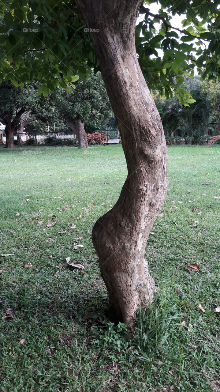 branch of a tree