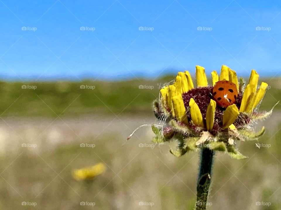 Foap Mission Plants Of The USA! Ladybug On A Sunflower Along The Southern California Coastline!