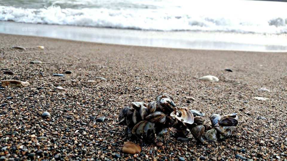 Mussels along the beach