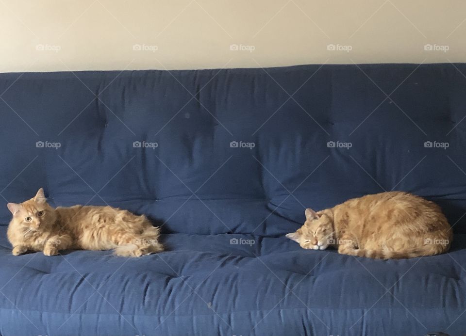 Twin oranges on a blue couch 