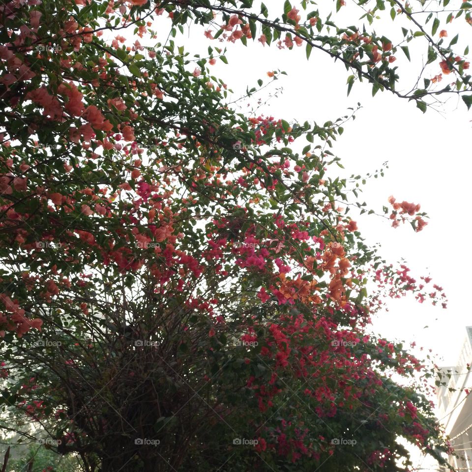 bougainvillea orange