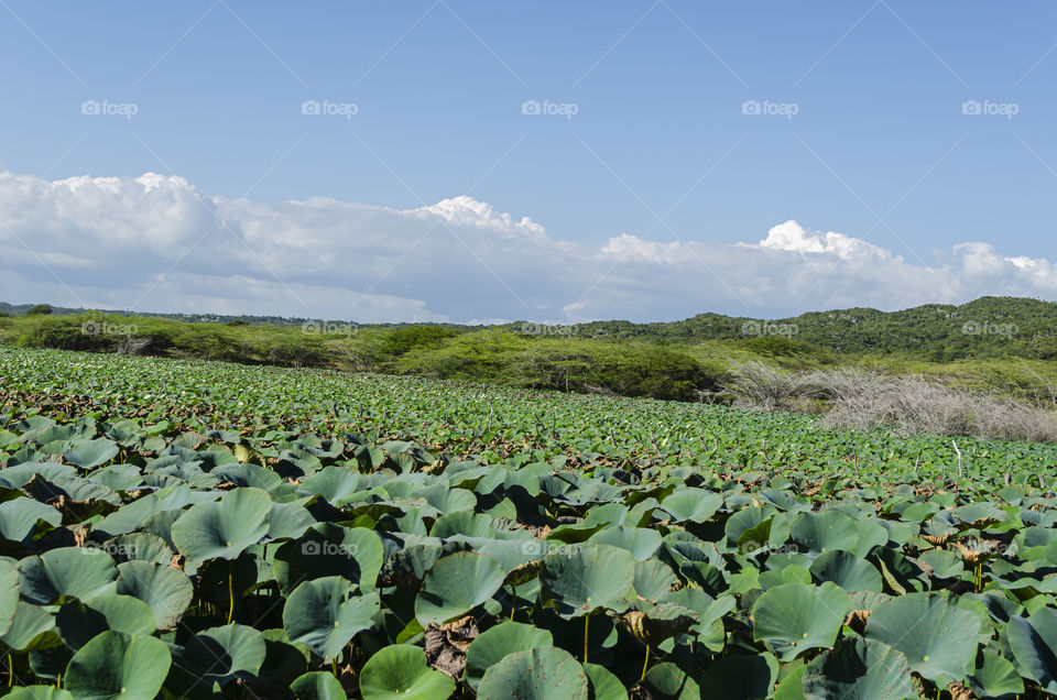 Water Lilies