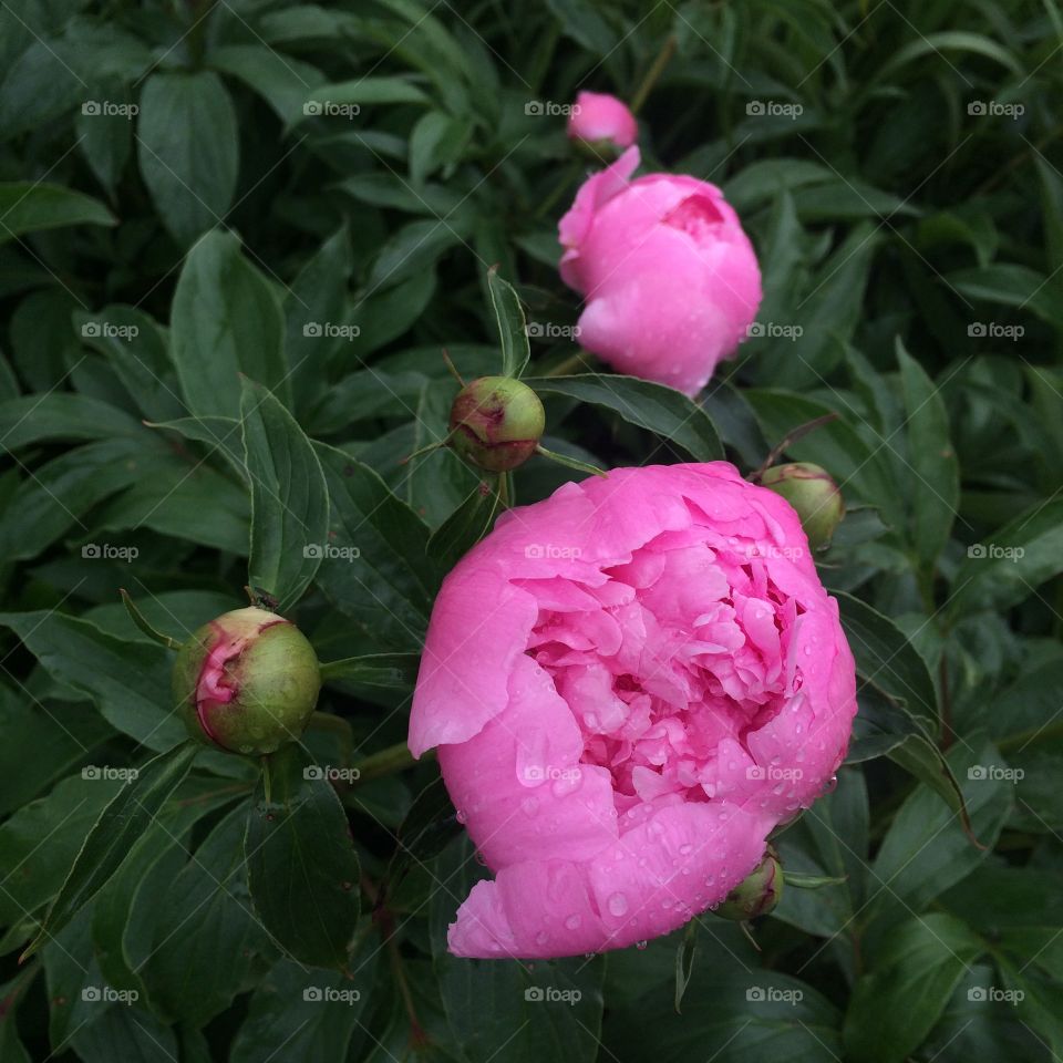Pink Peonies in the Rain