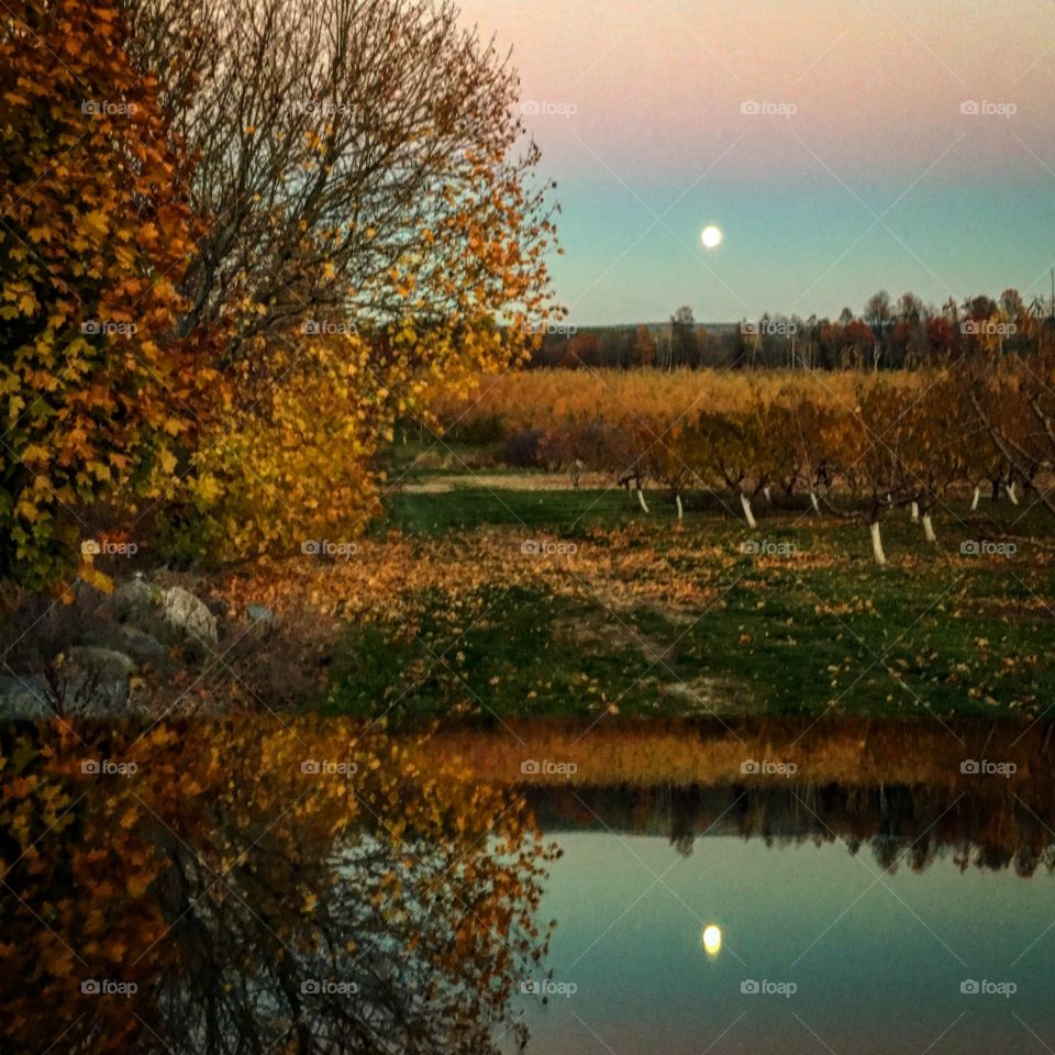 Moon over apple orchard