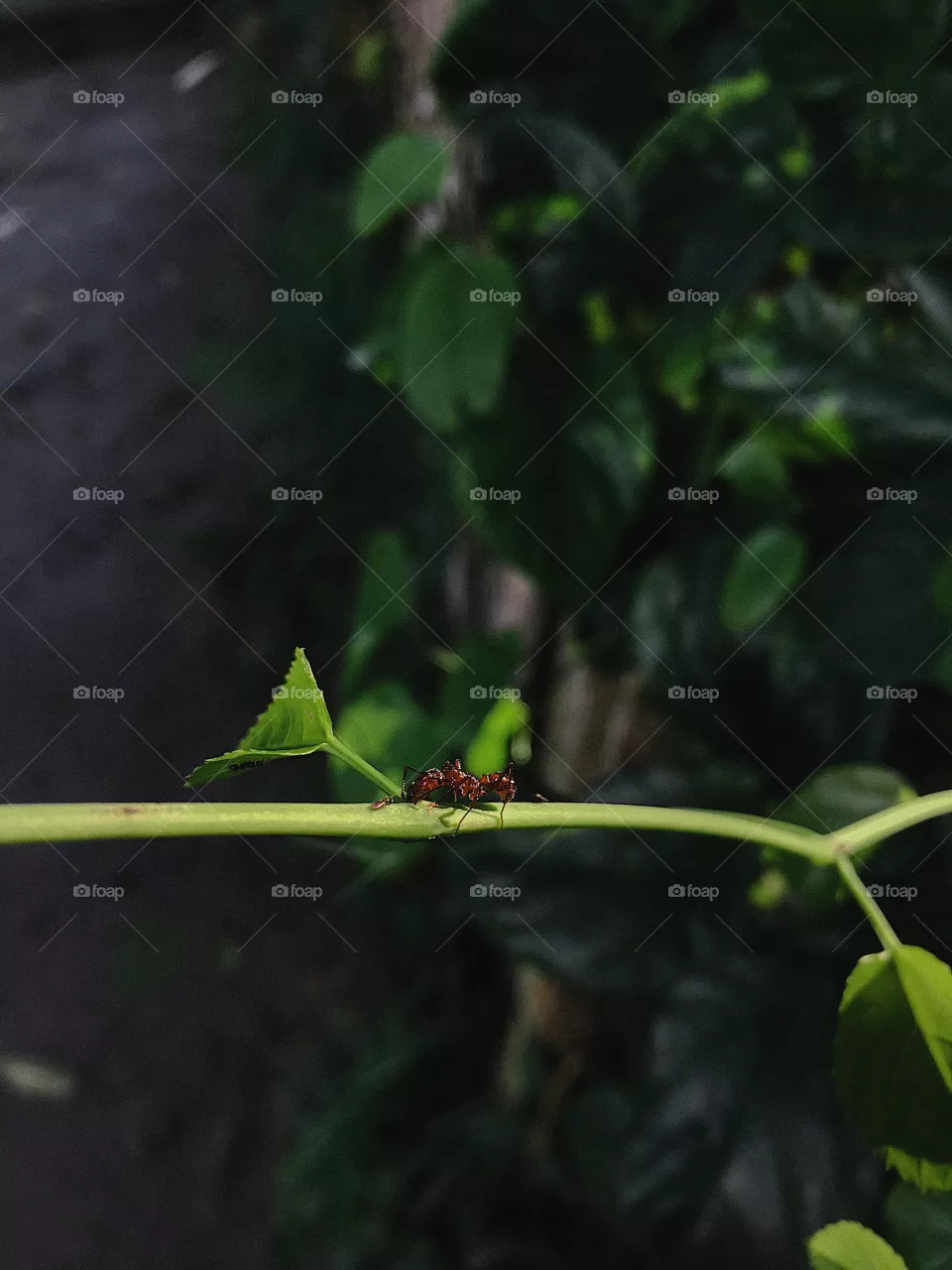 Ant