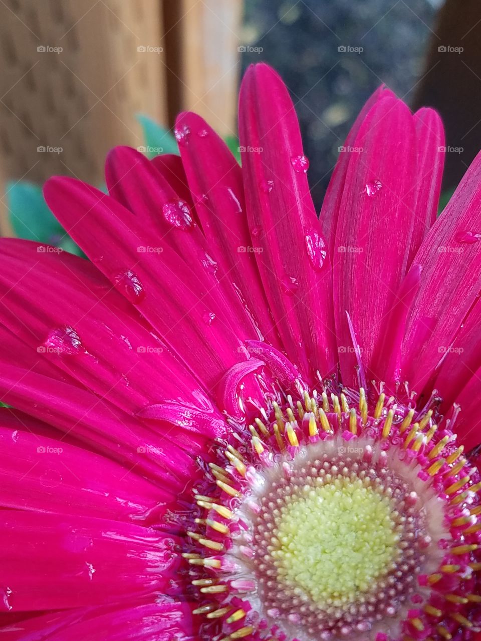 Hot pink Gerber daisy.