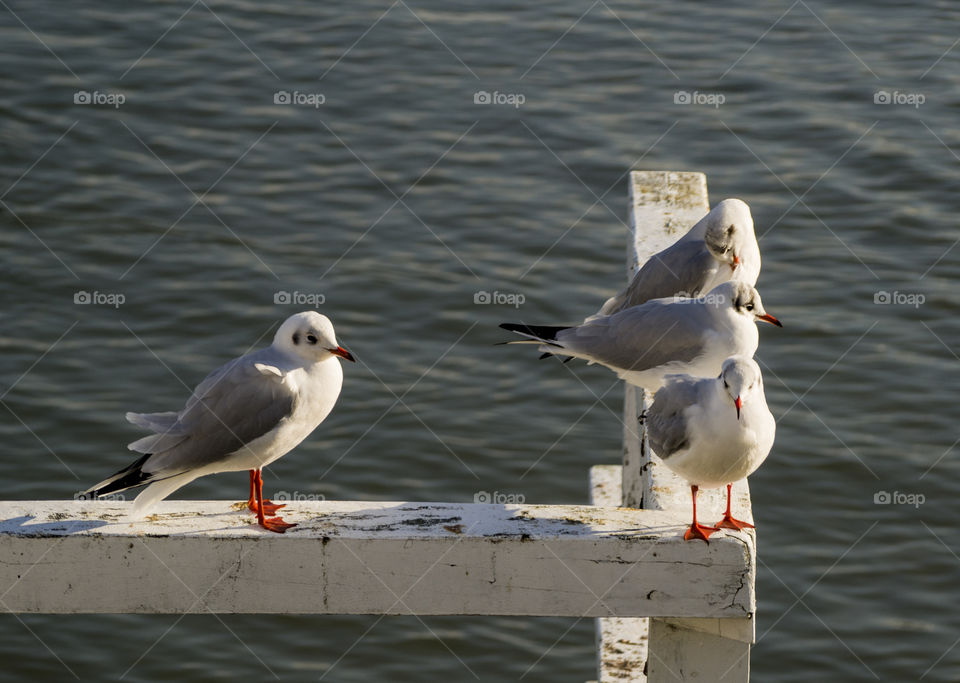 seagulfs seating on pier
