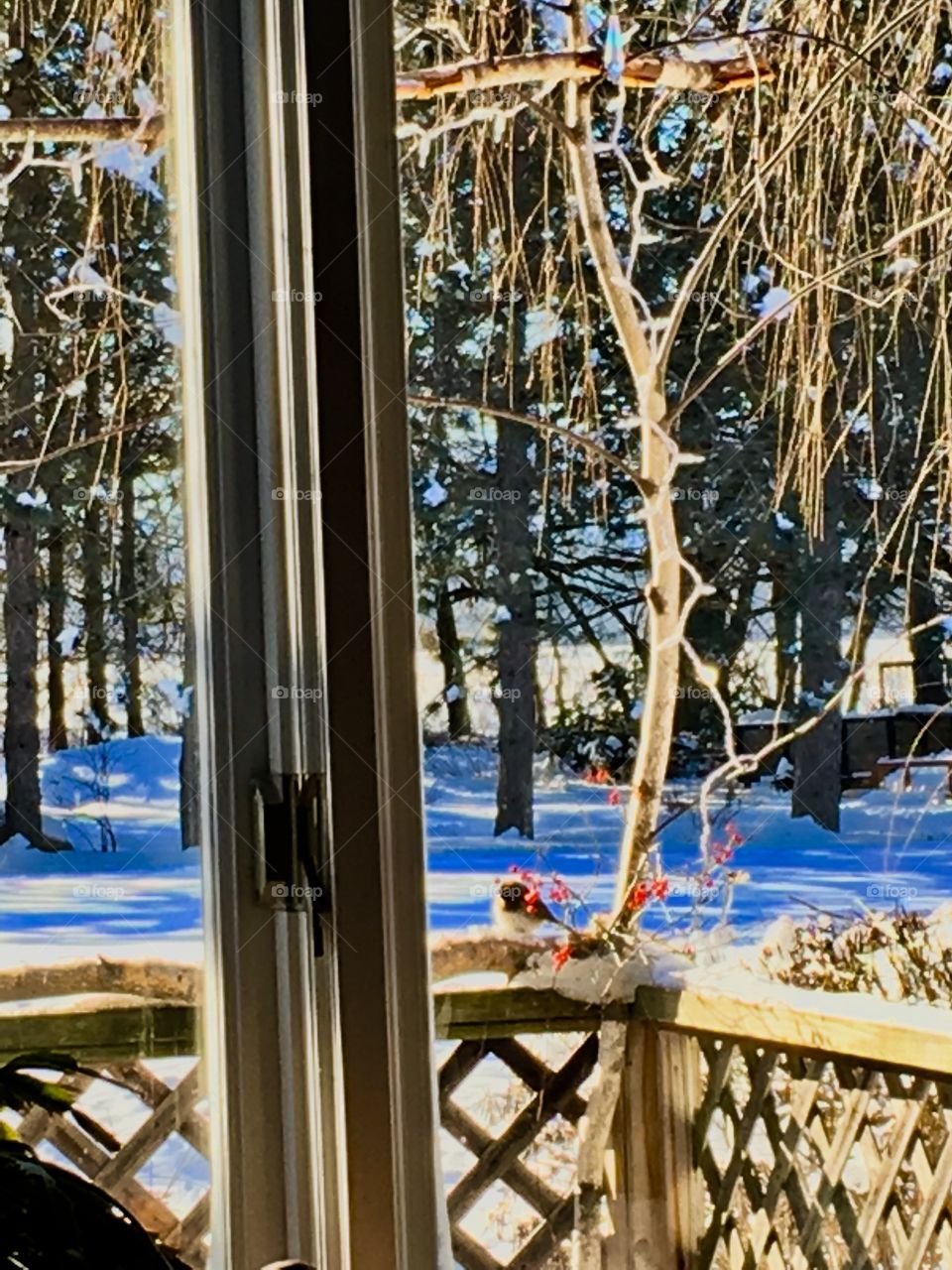Winter birds through the window 