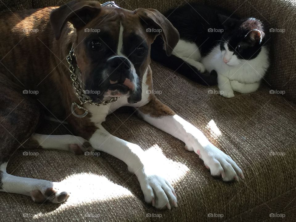 Two animal lying on sofa