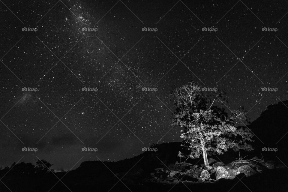 Tree and stars