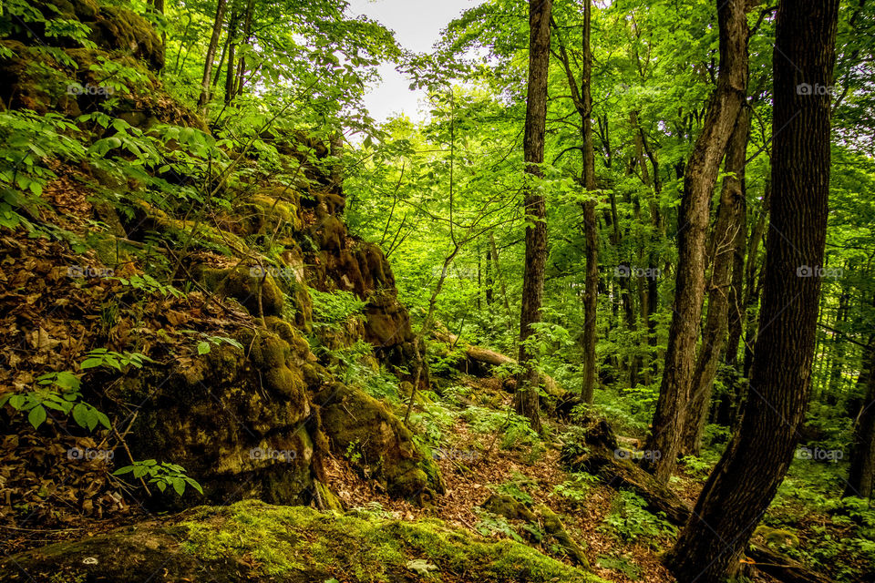 Beautiful ancient forest