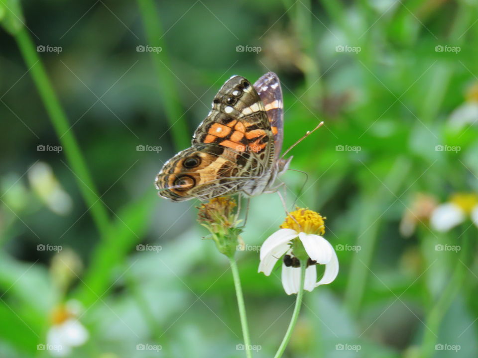 American lady butterfly