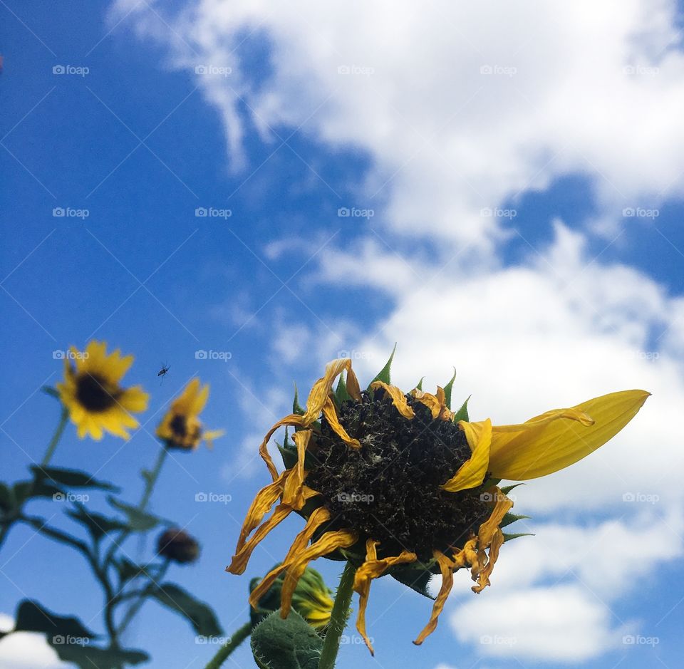 Sunflower with wilting bloom and one petal left framed by blue sky with clouds 