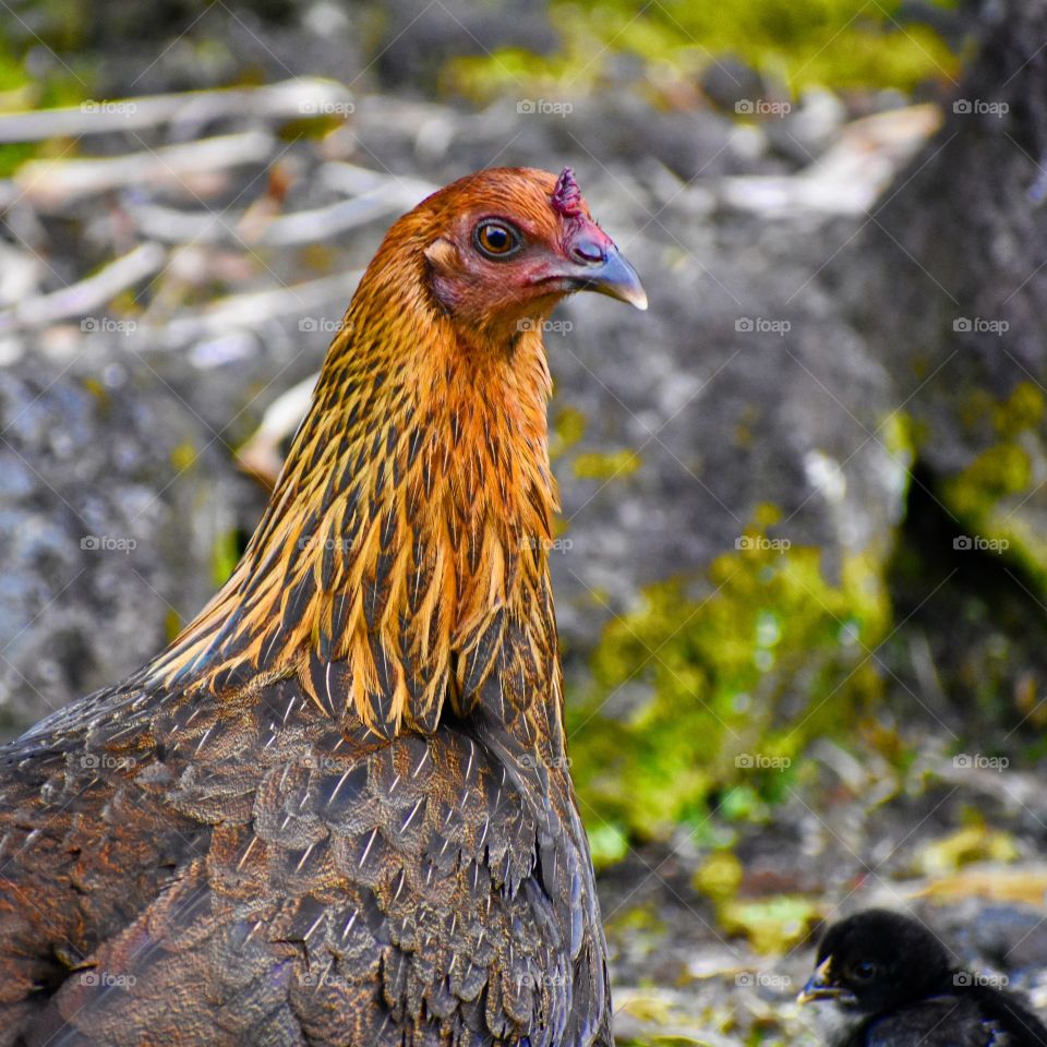 Mother hen and chick