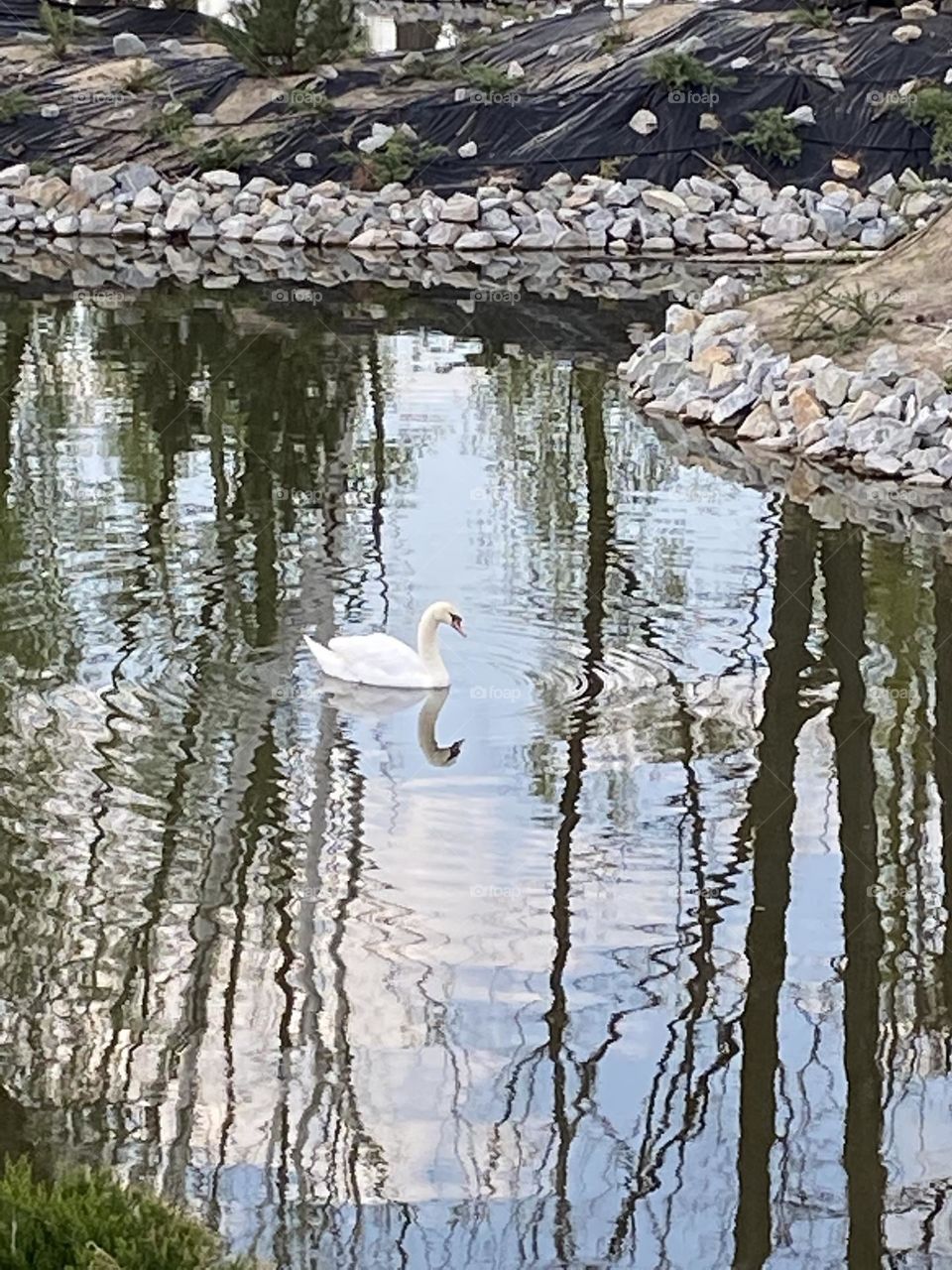#pond#swan#