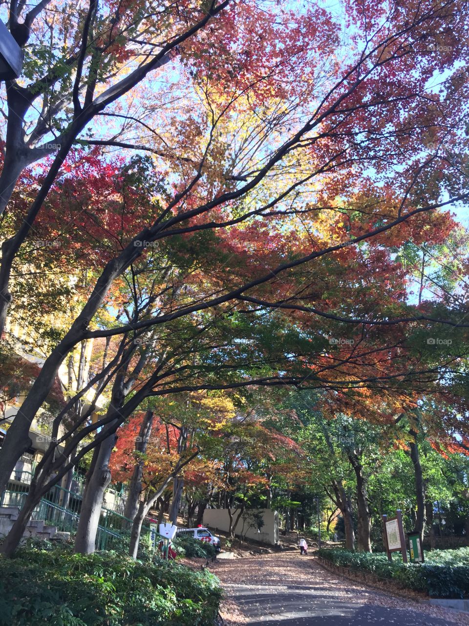 Autumn in Tokyo
