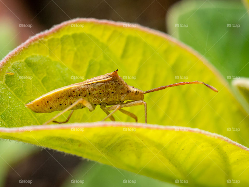 Fly Insect