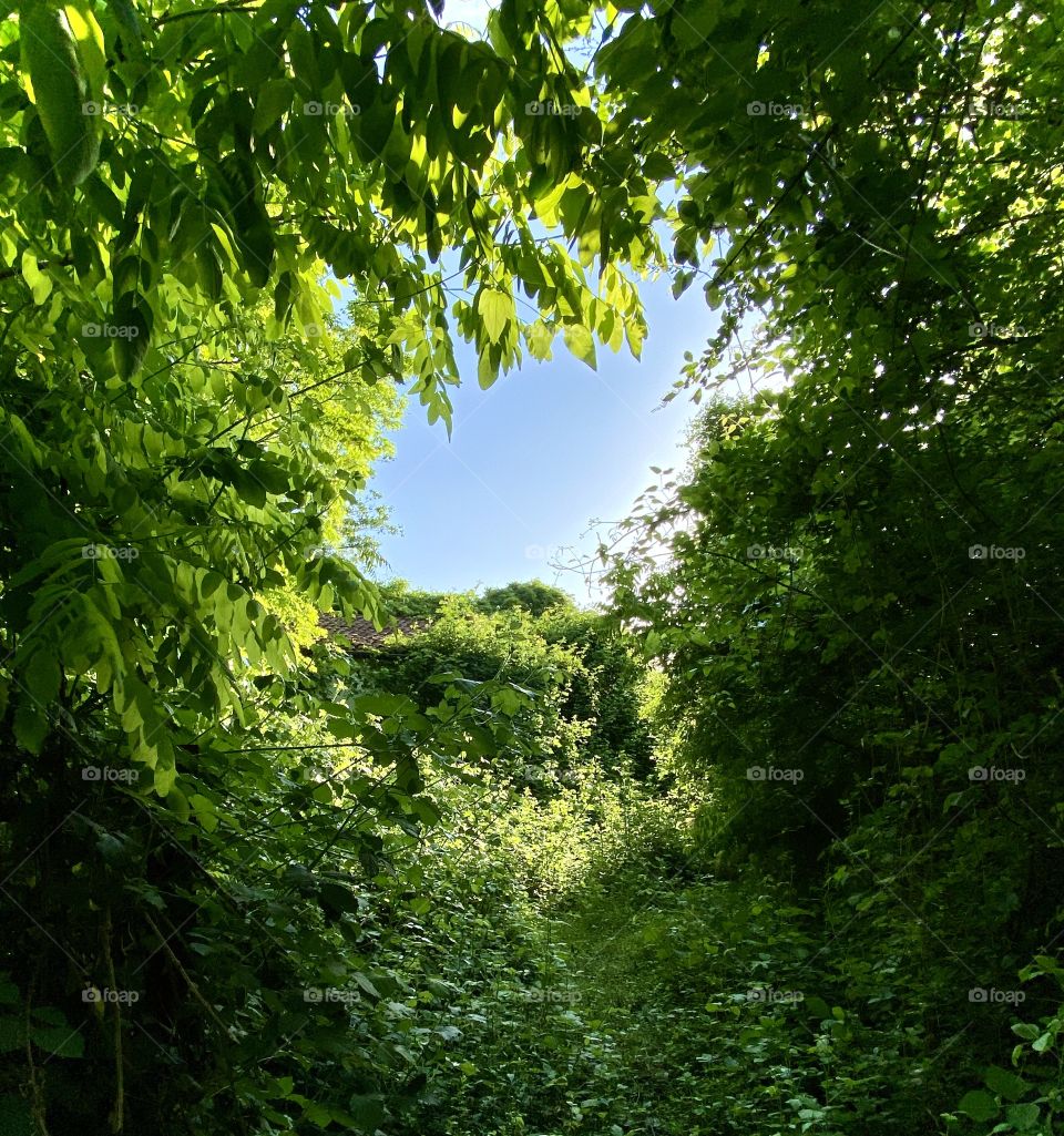 Light at the end of the tree line 