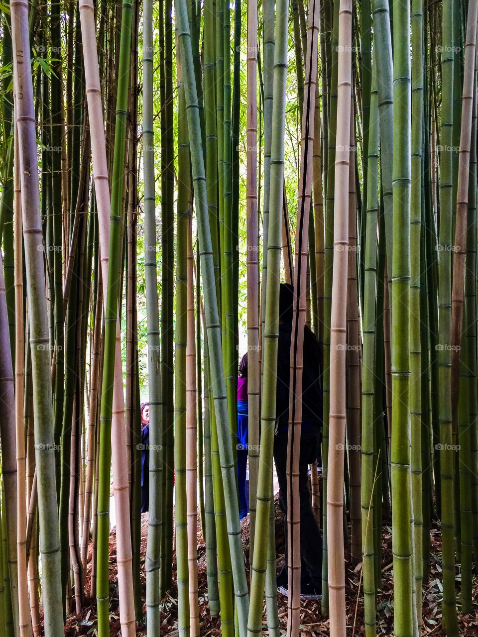 Bamboo