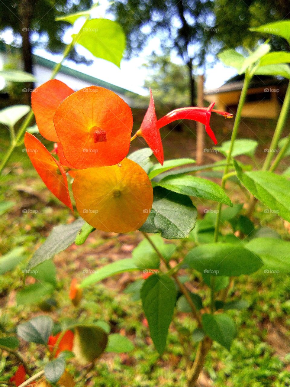 reddish wild flower spotted