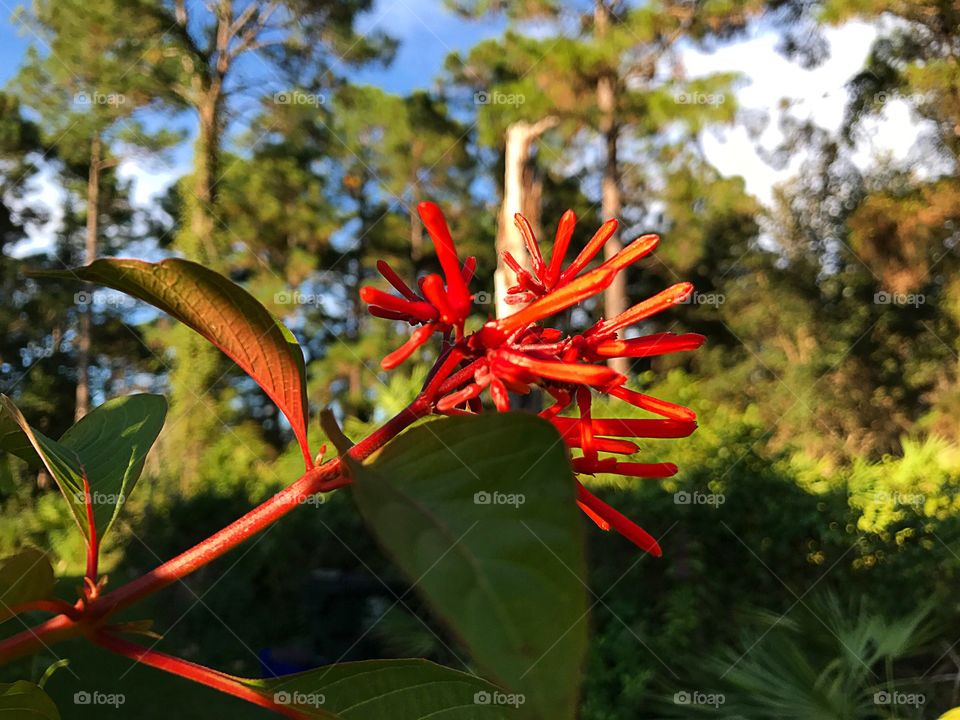 Red flower 