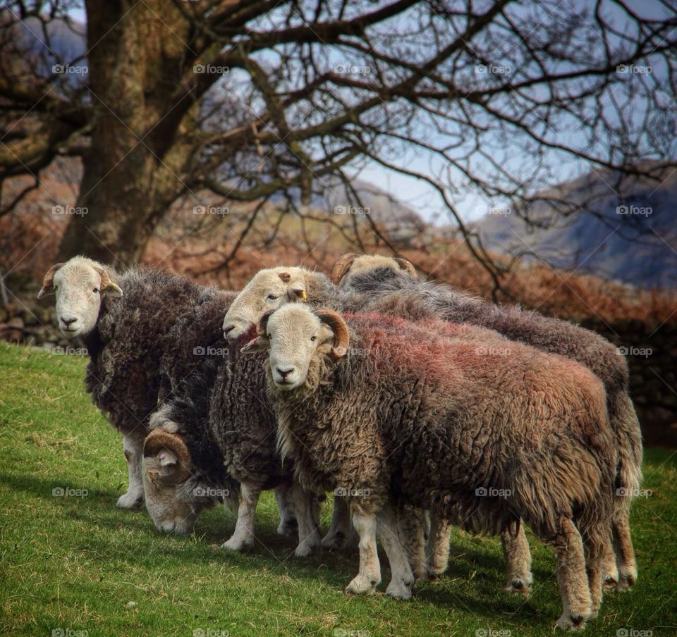 Herdwick Sheep . Herdwick Rams in the Eskdale valley  