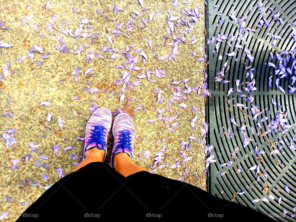 Urban gardens. A beautiful jacaranda tree! Look down!
