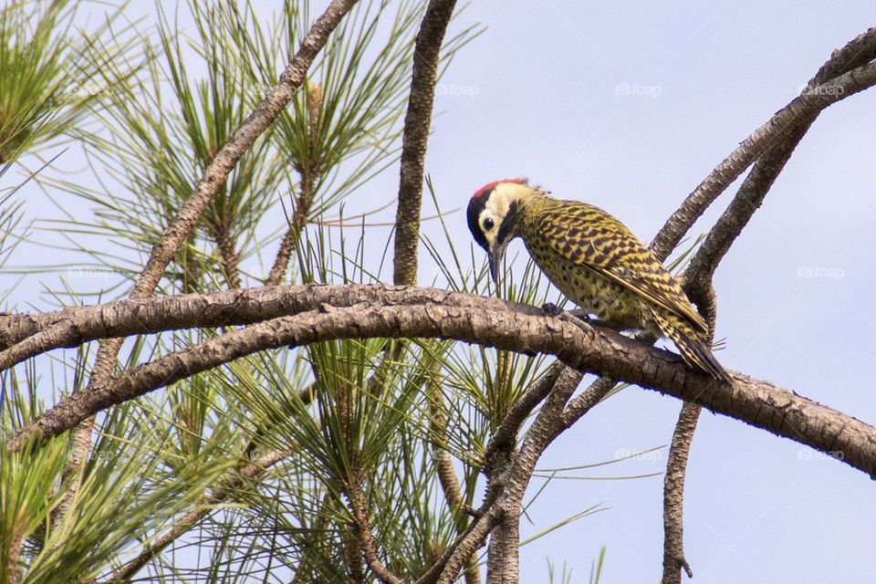 Woodpecker