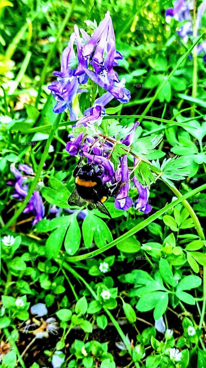 first bumblebee of spring who forages in my garden