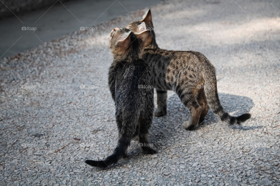 A pair of cat cub