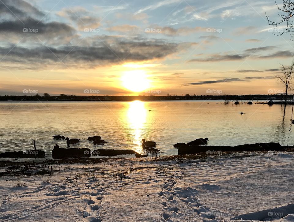 Beautiful sunset over a snowy lakeside with ducks in the water