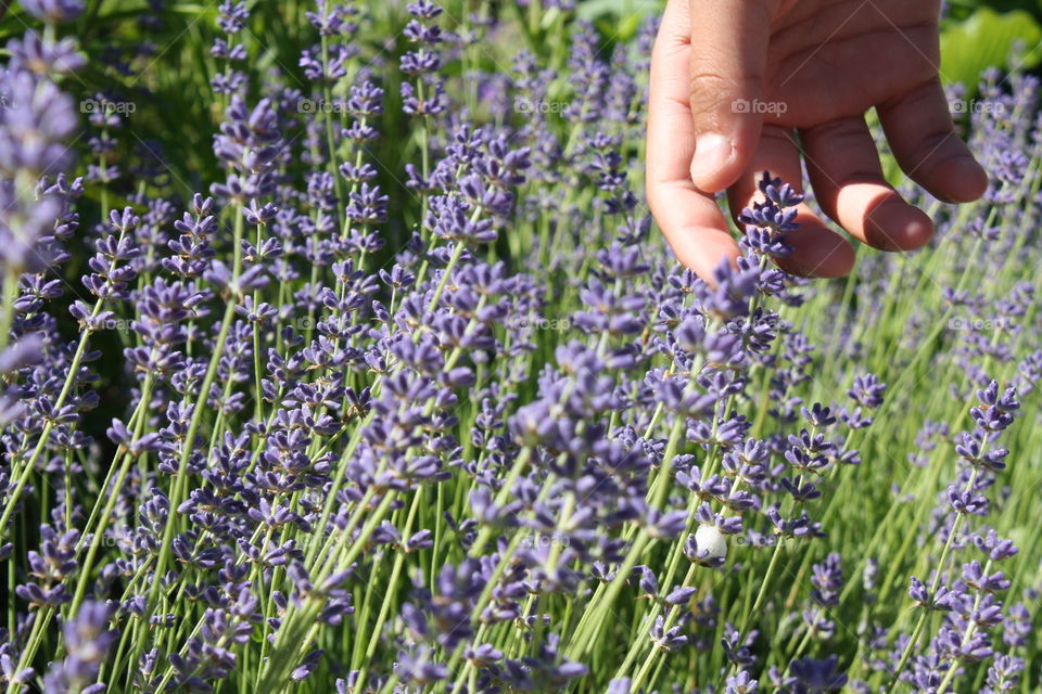 Lavender in Bloom