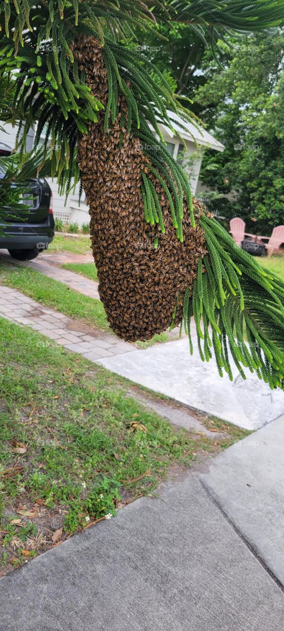 Swarm of bees 🐝
