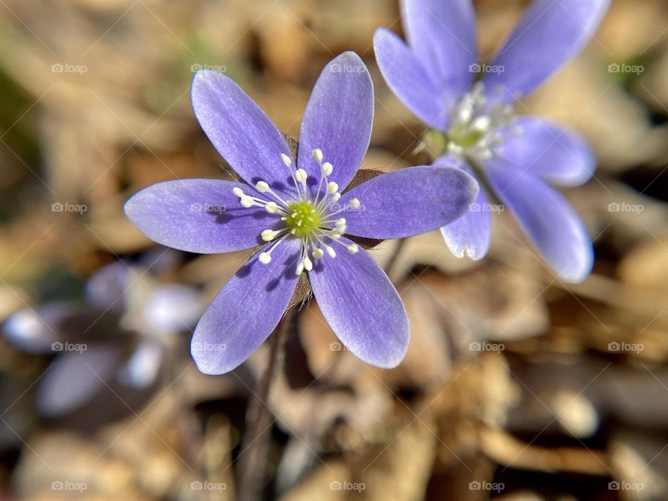 Two bright purple spring wildflowers