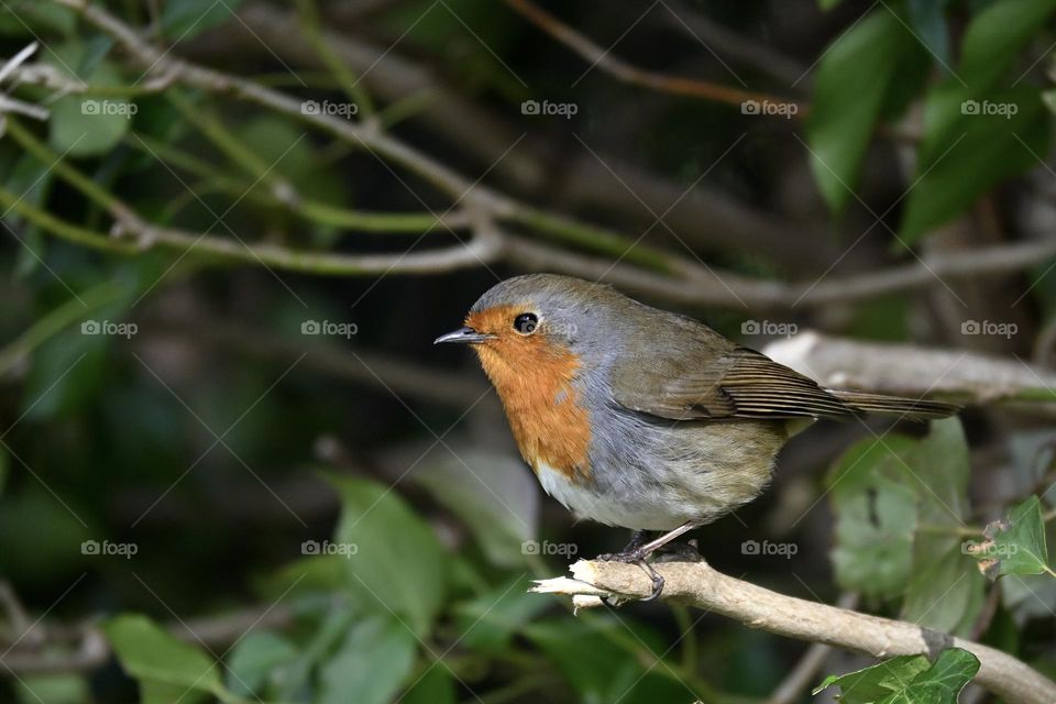 A little European robin perched on a branch in a hedge