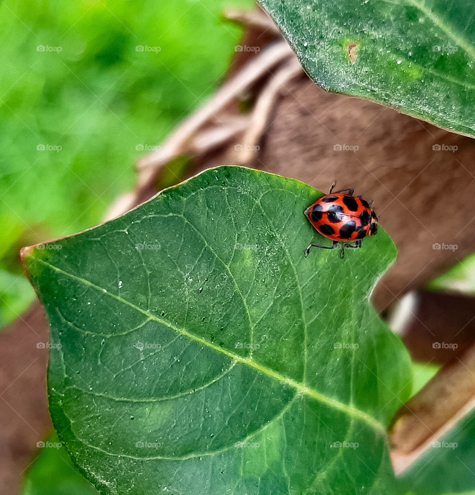 Ladybug.
