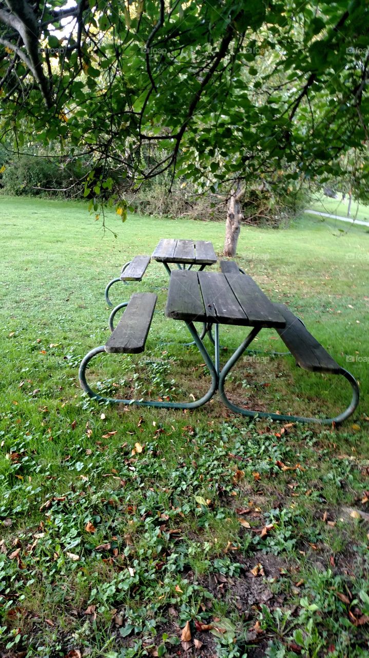Garden, Park, Leaf, Bench, Wood