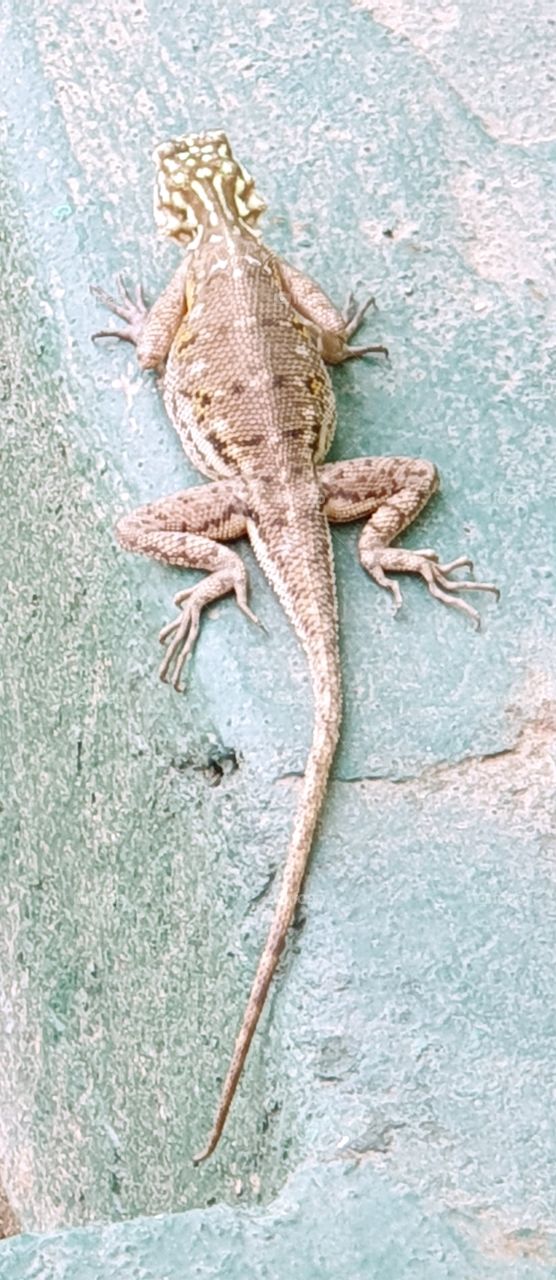 lizard