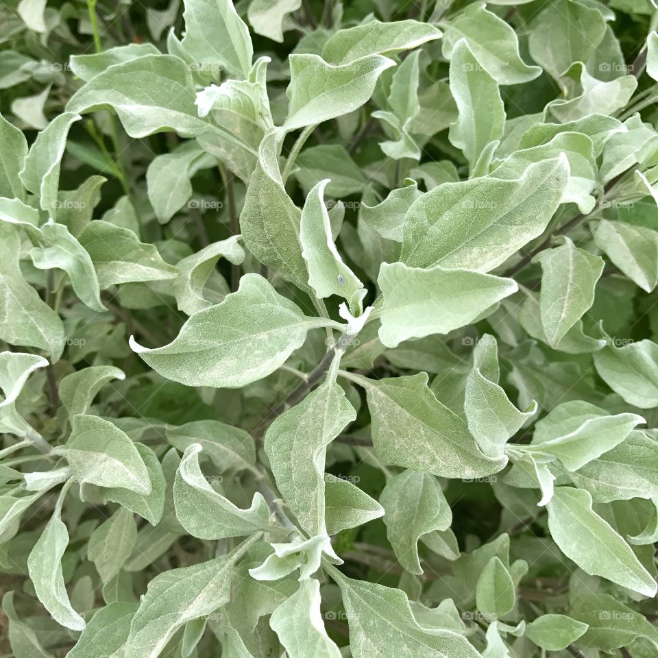 Pale Green Plant