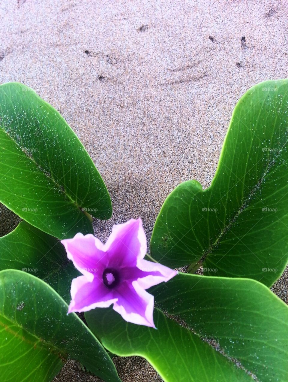 Beach Flower