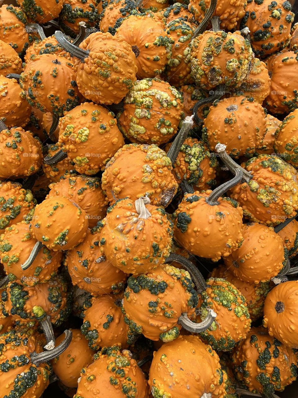 A bunch of bright orange knucklehead pumpkins