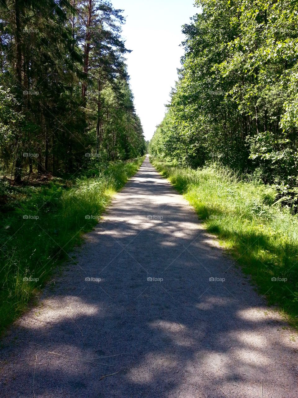 Deserted forrest road
