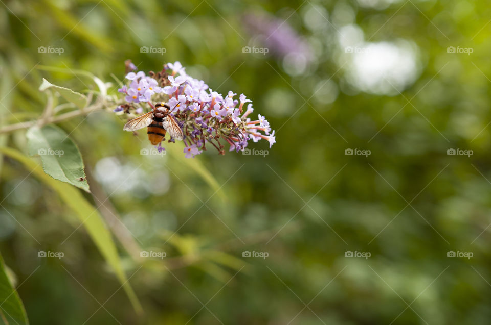 Bee on a flower