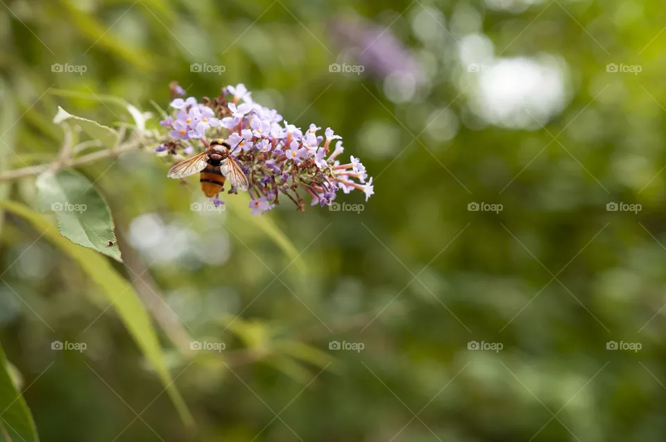 Bee on a flower