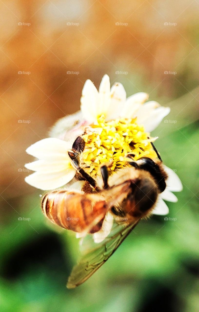 bee