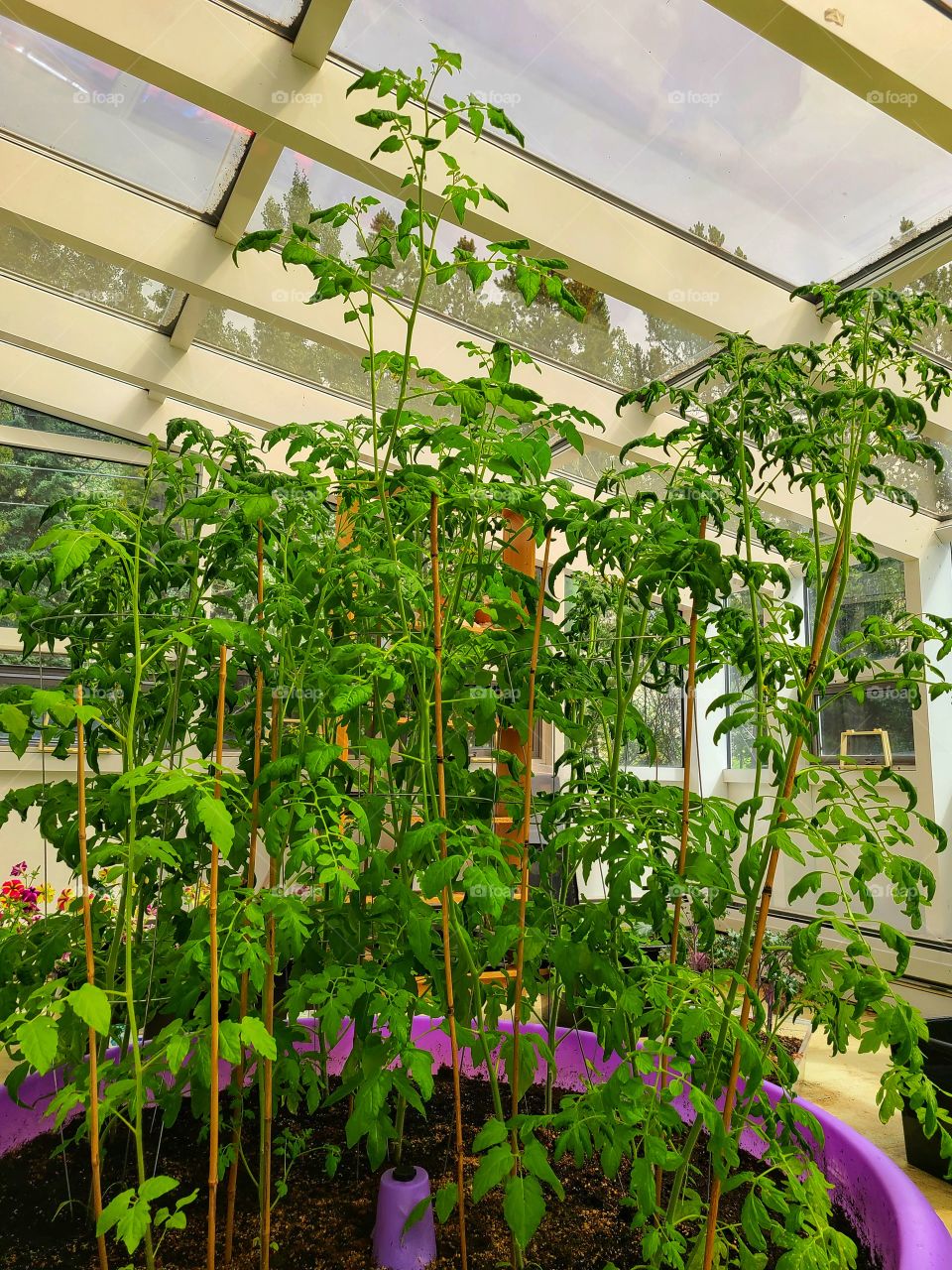 Tomato plants reaching to the top of the greenhouse glass